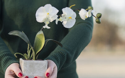 THE ORCHID (ORCHIDEJ)